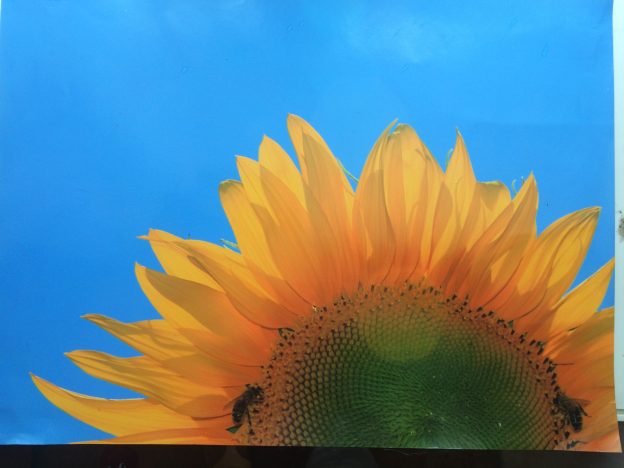 halbe-Sonnenblume